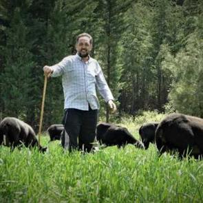 Bu koyunlar i&ccedil;in 10 ay sonrasına sıraya giriyorlar! 
