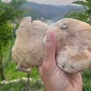14 g&uuml;nde yetişen Heliz mantarının kilosu 120 liradan satılıyor