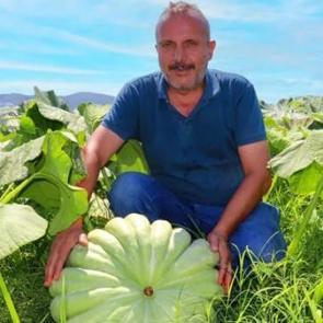 40 ton kabaktan 250 bin TL gelir bekliyor