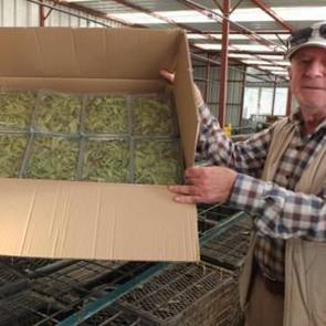 Emekli albay Balıkesir'de &uuml;retti, Amerika'ya satıyor