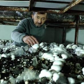 K&ouml;ye &uuml;retim &uuml;ss&uuml; kurdu, şehrin mantar ihtiyacını karşılıyor