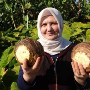 D&ouml;n&uuml;m başına 100 bin TL kazandırıyor! T&uuml;rkiye'de bin ton &uuml;retiliyor