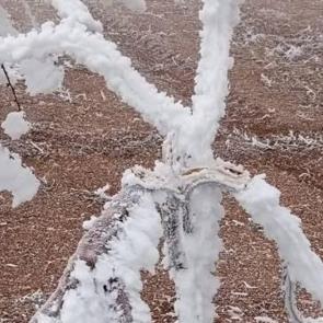 Malatya&rsquo;da oluşan kırağı kayısı ağa&ccedil;larının dallarını kırdı