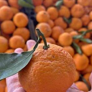 Turunçgil ihracatında 5 yıldır şampiyon mandalina