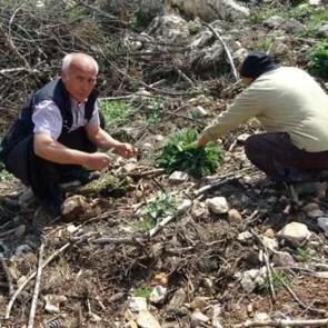 Yanan ormanlık alanda yetişti, k&ouml;yl&uuml;ler her yerde onu arıyor