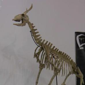 Kayseri'de heyecanlandıran keşifler! Tam 7,5 milyon yıllık