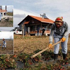 43 yaşındaki Birsen, Samsun'da &ccedil;ilek ve aronya yetiştirmeye başladı