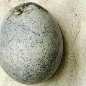 1700 yıllık yumurta bulundu! Hala sıvı halde