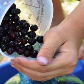 Aronya meyvesi T&uuml;rkiye'de nerede yetişir? Aronya nasıl t&uuml;ketilir, faydaları nelerdir?
