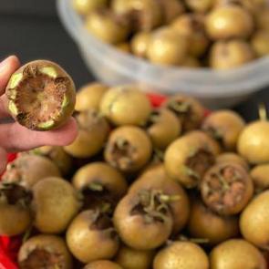 Muşmula, T&ouml;ngel meyvesinin faydaları: Muşmula &ccedil;ekirdeği ve yaprağı! Muşmula neye iyi gelir?