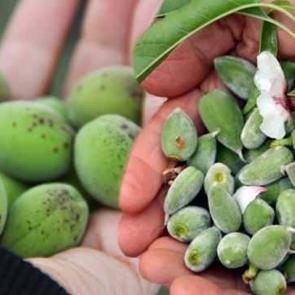 &Ccedil;ağla meyvesi hangi mevsimde yetişir, olgunlaşınca ne olur? &Ccedil;ağla meyvesi faydaları!