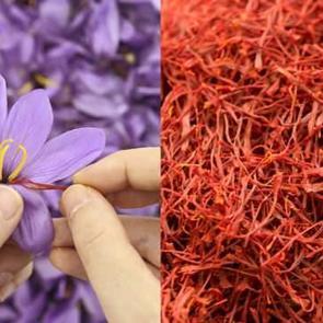 Safran nasıl kullanılır? Safran faydaları nelerdir, hangi hastalıklara iyi gelir?