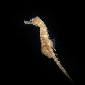 İzmit Körfezi'ndeki denizatlarının yaşamı belgesel oluyor