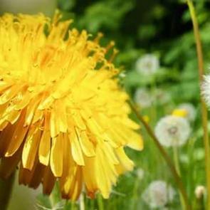 Karahindiba mucizesi! Karahindiba &ccedil;ayı nasıl yapılır, faydaları nelerdir?