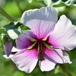 Taze ebeg&uuml;meci nasıl t&uuml;ketilir, ebeg&uuml;meci &ccedil;ayı nasıl yapılır? Ebeg&uuml;meci faydaları nelerdir?