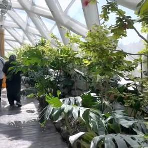 Tropikal Kelebek Bahçesi'nde kelebeklerin renkli dünyasını keşif yeniden başladı