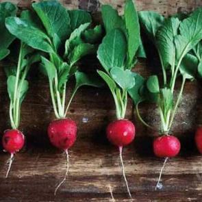 Kırmızı, siyah ve beyaz turpun faydaları nelerdir? Kırmızı turp hangi hastalıklara iyi gelir?