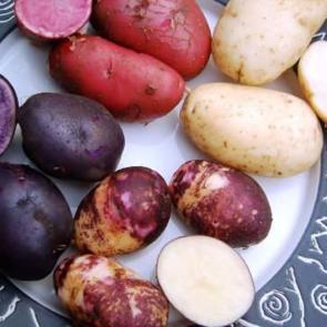 Mor patates nasıl yenir, faydaları nelerdir? Mor patates i&ccedil;eriği nedir?