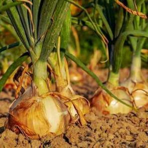 Pişmiş ve &ccedil;iğ soğanın faydaları nelerdir? Her g&uuml;n soğan yemenin faydaları nelerdir?