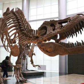 T&uuml;rkiye'de bir ilk... Milyonlarca yıllık fosiller sergilenecek! 