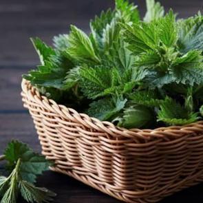 Isırgan otu &ccedil;ayı nasıl yapılır? Taze ısırgan otu nasıl kullanılır, faydaları nelerdir?