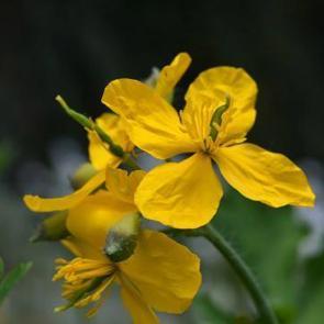 Kırlangı&ccedil; otu nasıl kullanılır, faydaları nelerdir? Kırlangı&ccedil; otu ne işe yarar?