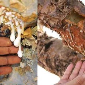 Akg&uuml;nl&uuml;k sakızı &ouml;ks&uuml;r&uuml;k i&ccedil;in nasıl kullanılır? Akg&uuml;nl&uuml;k sakızı faydaları nelerdir?