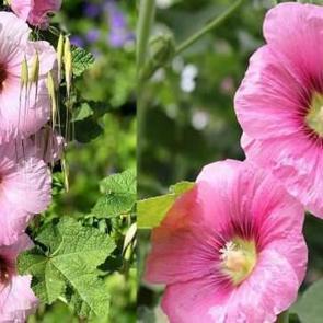 Hatmi &ccedil;i&ccedil;eği faydaları nelerdir? Hatmi &ccedil;i&ccedil;eği &ccedil;ayı ve yağı nasıl kullanılır?