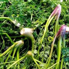 Yemlik otu nasıl yenir, faydaları nelerdir? Yemlik otu nerede yetişir?