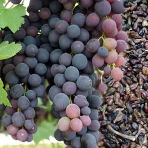 Siyah &uuml;z&uuml;m &ccedil;ekirdeği ve tozu faydaları: &Uuml;z&uuml;m &ccedil;ekirdeği yağı nasıl kullanılır?