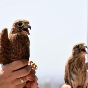 Doğaya bırakılan yavru kerkenezlerin güzellikleri büyüledi