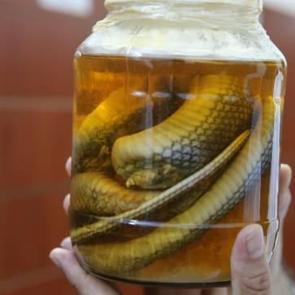 Bilim ama&ccedil;lı kuruldu: Y&uuml;zlerce b&ouml;cek &ccedil;eşidi bu m&uuml;zede