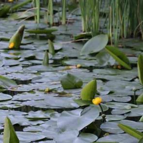 Nil&uuml;fer &ccedil;i&ccedil;eği koparılması halinde 387 bin 141 lira cezai işlem uygulanıyor