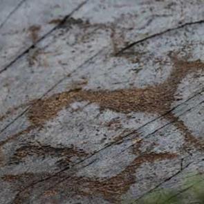 Tarihin izleri kayalarda: 3 bin yıl &ouml;nce &ccedil;izilen resimler ilk g&uuml;nk&uuml; gibi
