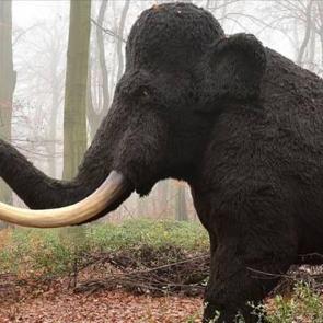 50 bin yıllık b&uuml;y&uuml;k sır &ccedil;&ouml;z&uuml;ld&uuml;! Nesilleri b&ouml;yle t&uuml;kendi...