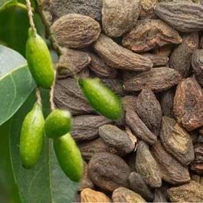 Karahalile ne işe yarar, nasıl kullanılır? Karahalile yutulur mu, faydaları nelerdir?