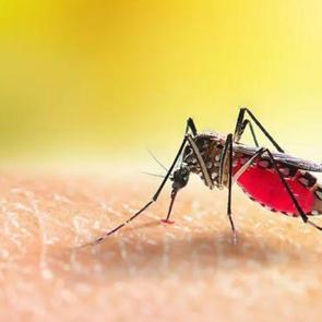 Sivrisinek ısırıklarında doğru bilinen yanlışlar: Sakın sinek ısırığına bunu s&uuml;rmeyin!