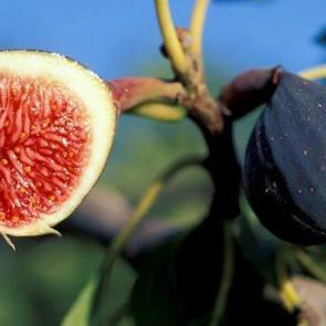 Kuru ve taze incirin faydaları nelerdir? A&ccedil; karnına kuru incir yenir mi?