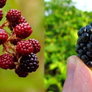 B&ouml;ğ&uuml;rtlen faydaları nelerdir? Yabani b&ouml;ğ&uuml;rtlen yaprağı faydaları!