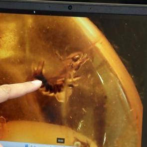 90 milyon yıllık taşları Ukrayna’dan Bitlis’e getirdi