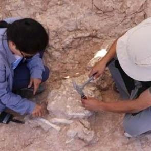 Kayseri'de keşfedildi! 8 milyon yıllık