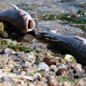 Bilim insanından &ouml;nemli uyarı: K&ouml;rfezdeki tehlike sadece balıkta değil