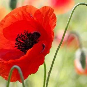 Gelincik &ccedil;i&ccedil;eği ve &ccedil;ayının faydaları? Gelincik yağı nasıl kullanılır?