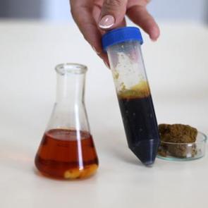 &lsquo;Maymun &Ccedil;i&ccedil;eği' vir&uuml;s&uuml;ne Sivas'ın propolisi şifa olacak