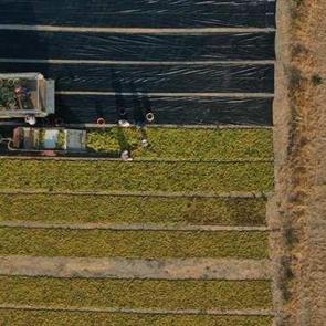 10 soruda işlenmeyen tarım arazilerinin kiraya verilmesi