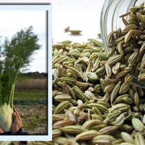 Rezene &ccedil;iğnemenin faydaları nelerdir? Sindirimden cilt sağlığına doğal destek!