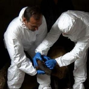 Mavi dil hastalığı, karantinası nedir? Mavi dil hastalığı bulaşıcı mı?