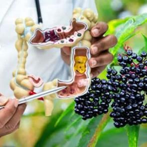 Kanserli h&uuml;creleri &ouml;ld&uuml;rd&uuml;ğ&uuml; kanıtlandı: Kara m&uuml;rver meyvesi kolon kanseri tedavisinde umut vaat ediyor!