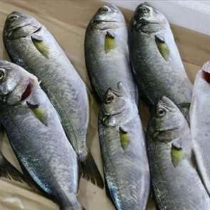 Sağlığınızdan olmayın: Uzmanlar a&ccedil;ıkladı! Kasım ayında yenmemesi gereken balıklar nelerdir?