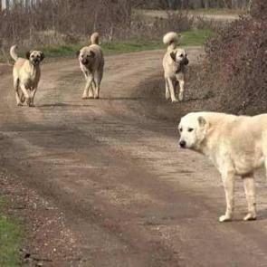 Yalnızca g&uuml;venlik değil sağlığı da tehdit ediyor! Başıboş sokak k&ouml;peklerinde yeni tehlike